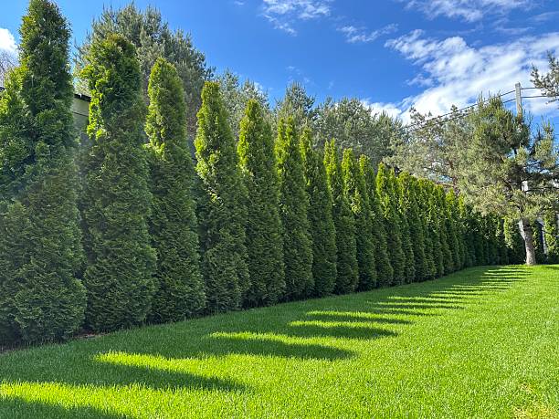 istock A beautifully manicured lawn features a shapely Thuja tree, enhancing the landscape's charm. This serene space is perfect for relaxation and enjoying nature's peaceful beauty. 2218138670