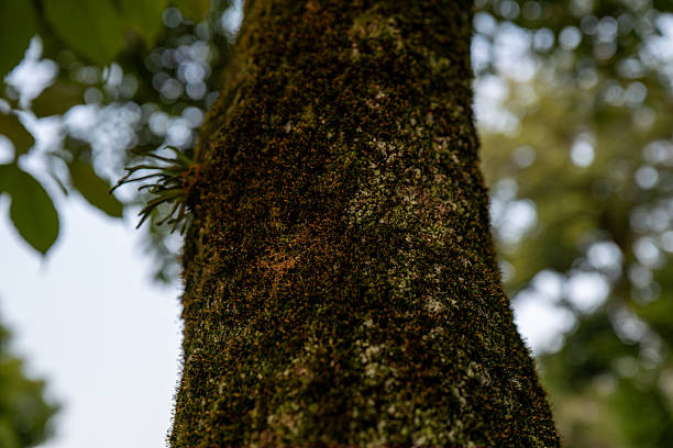 Contrast of Green and Light, Moss Close-up