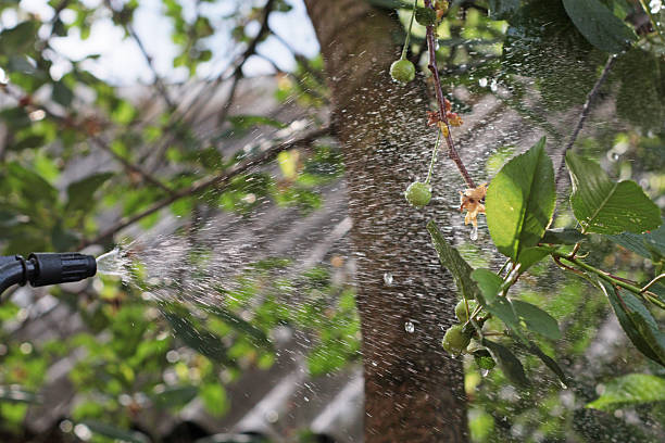 istock Closeup of cherry tree spraying process with water mist and visible droplets. Early fruit development stage. Ideal for farming themes, disease prevention, orchard treatment and nature care visuals. 2218141171
