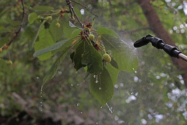 Closeup of cherry tree spraying process with water mist and visible droplets. Early fruit development stage. Ideal for farming themes, disease prevention, orchard treatment and nature care visuals.