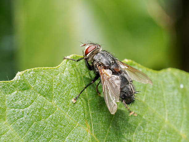 istock Blepharipa pratensis Tachinid Fly on Leaf 2218141457