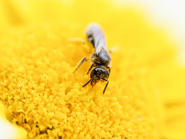 istock Lasioglossum spec. wild bee pollinating yellow flower 2218141776