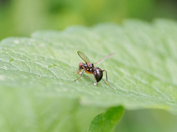 istock Nemopoda nitidula fly on a green leaf – shiny Sepsidae insect 2218141865