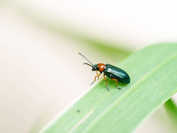 istock Oulema duftschmidi or melanopus – leaf beetle on green leaf 2218141900