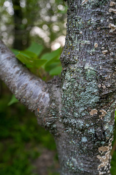 istock Bark Texture with Lecanora Lichen – Natural Background Stock 2218142109