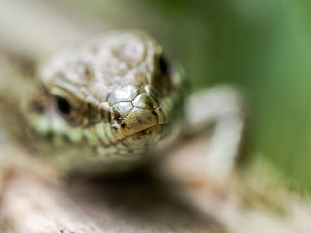 istock Wall lizard basking in urban garden in Lyon – Podarcis muralis 2218142690