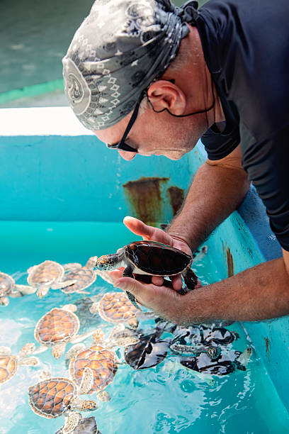 istock Senior man holding a young turtle. 2218144527