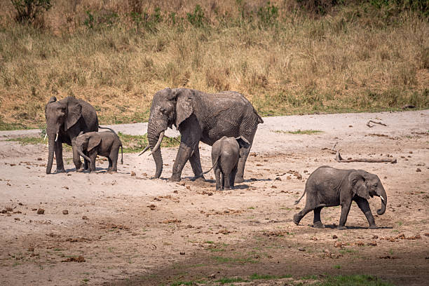 A tender moment between a family of African elephants in Serengeti National Park, Tanzania. The elephants stand close together, touching and leaning into one another in a display of bonding and protection. Set against the open savanna landscape, the scene highlights the species’ strong social structure and the beauty of wildlife in its natural habitat.