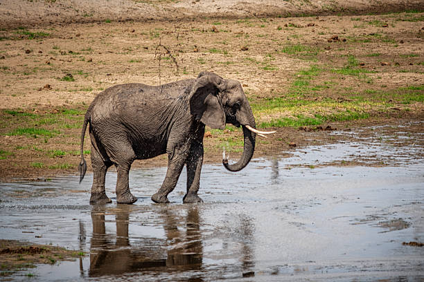 African bush elephant refreshing itself in a puddle within Tarangire National Park on a sunny day, enjoying the cool water and splashing playfully in the serene wilderness
