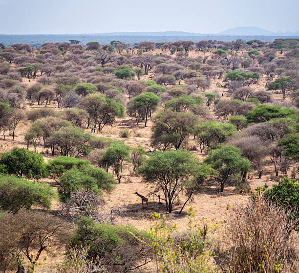 river flowing through savanna landscape in tarangire national park tanzania africa