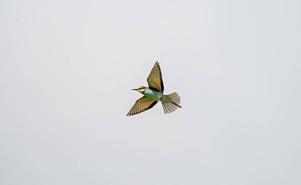 istock European bee-eater (Merops apiaster) photographed in Spain 2218148762