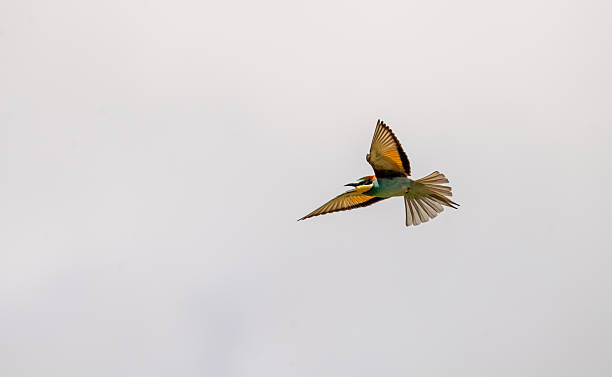 istock European bee-eater (Merops apiaster) photographed in Spain 2218148766