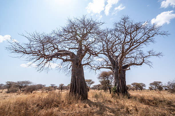 istock Weathered baobab giants standing in golden Tarangire grasslands, stark branches silhouetted against brilliant azure sky, Tanzania wilderness 2218148770