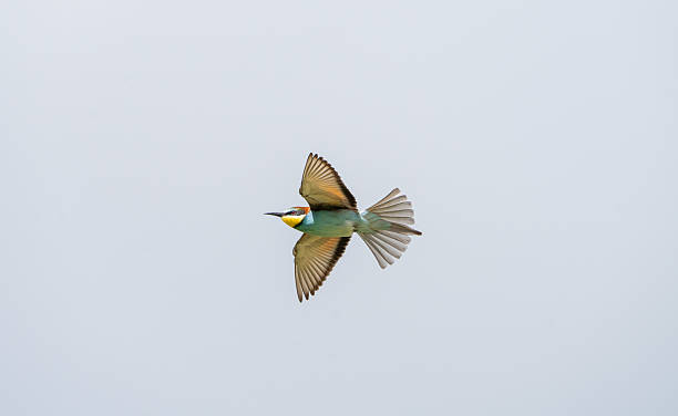 istock European bee-eater (Merops apiaster) photographed in Spain 2218148778