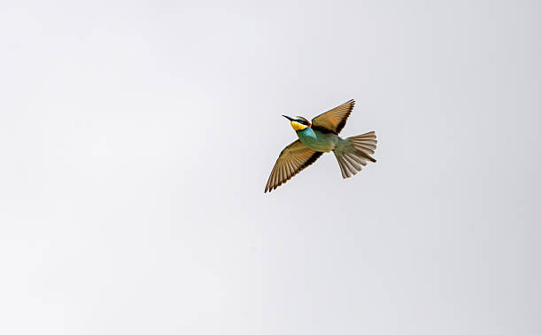 istock European bee-eater (Merops apiaster) photographed in Spain 2218148781