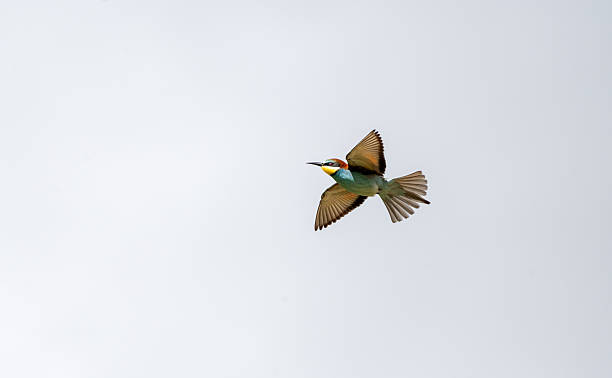 istock European bee-eater (Merops apiaster) photographed in Spain 2218148782