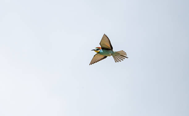 istock European bee-eater (Merops apiaster) photographed in Spain 2218148788