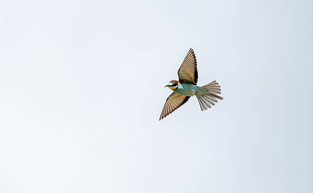 istock European bee-eater (Merops apiaster) photographed in Spain 2218148789