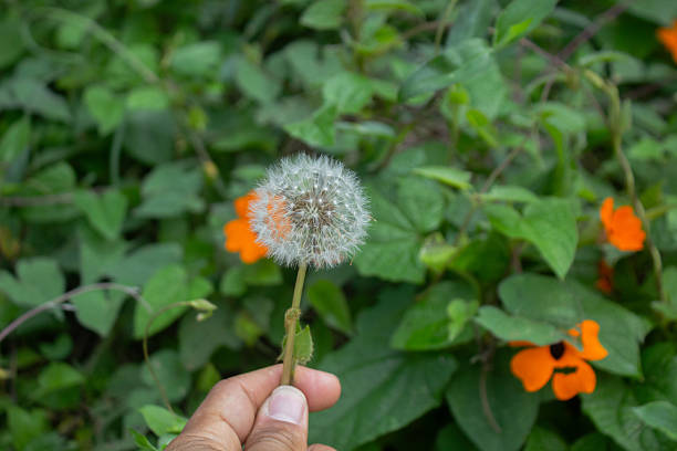 An adult man holds a dandelion plant in his left hand while taking a photo of it.