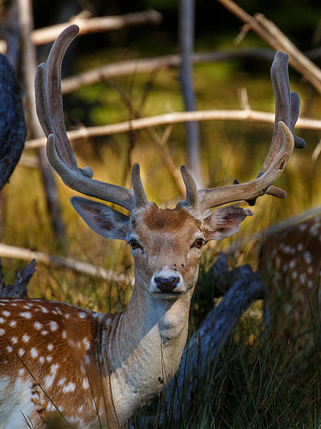istock Fallow Deer in Woodland Habitat 2218149433