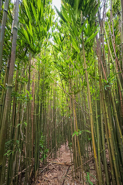 Puu Ohia hiking trail, Oahu, Hawaii, USA leading through a bamboo forest