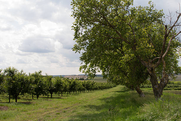 istock A group of trees in a field 2218150480