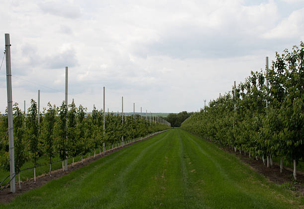 istock Rows of trees on a plantation 2218150498