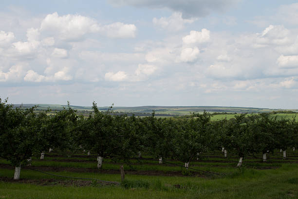 A large white building with trees in front of it. Sky. Grass. Outdoor. Field. Green