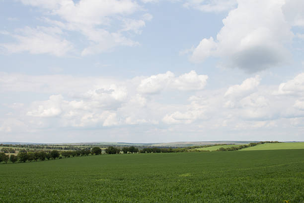 istock A field with trees and clouds in the background 2218150510