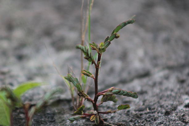 The green plant growing between the rocks
