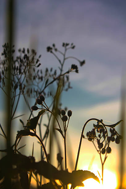 istock close up photo of wild grass 2218150834