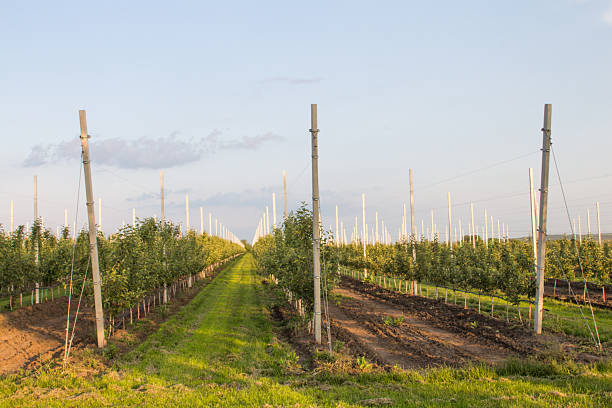 istock A farm with rows of plants 2218151042