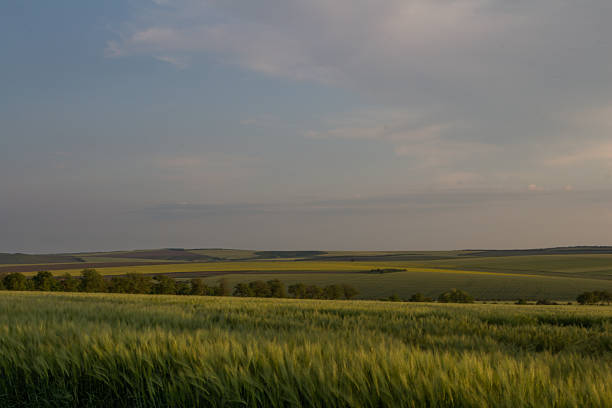 A field of grass with a sign. Grass. Outdoor. Sky. Field. Grassy