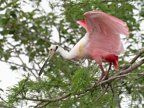 istock Roseate Spoonbill Standing with Outstretched Wings in a Bald Cypress Tree 2218153765