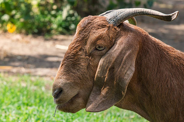 istock Muzzle of a brown goat with spiral horns close up 2218155390