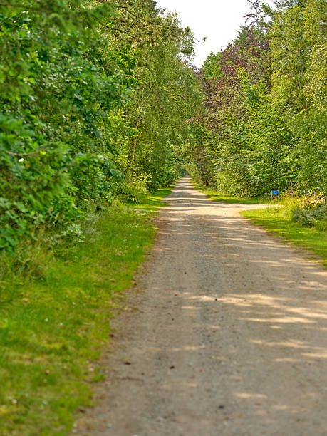 istock Scenic dirt road amidst lush greenery capturing serene Danish countryside surroundings 2218156700