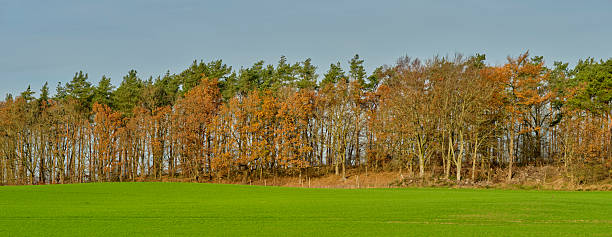 A look into the leafless treetops in winter.