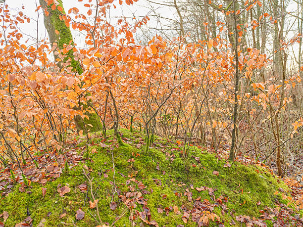 Beautiful autumn woodland featuring orange leaves on slender tree branches amidst a lush green mossy ground. The scene captures the serenity and natural palette of fall in a tranquil forest setting.