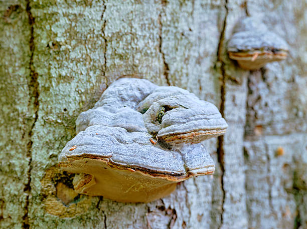 Natural detail of mushrooms on a tree trunk visible in a Danish forest. Macro photography emphasizing fungus textures and their natural environment. A view from Denmark's diverse ecosystem and its forest biology.