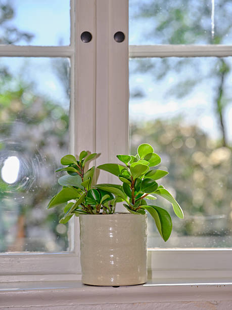 istock Vibrant green potted plant on windowsill in summer sunlight 2218156827