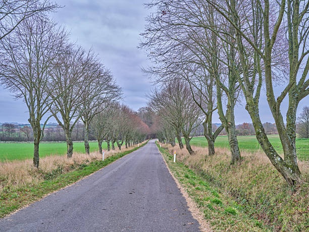 a serene and misty atmosphere of a tree-lined road with patches of snow on the ground, creating a sense of calm and solitude