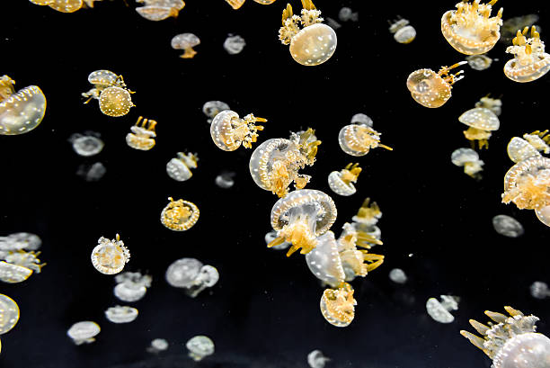 istock Lagoon jellyfish float peacefully underwater. Their soft bodies and glowing shapes fill the dark sea with elegance. 2218157543