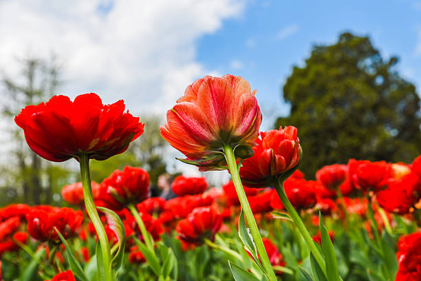 istock Red and orange Gudoshnik Double tulips reaching up toward a blue sky with white clouds, viewed from below in spring sunlight. 2218157579