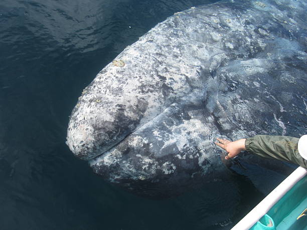 istock The head of a gray whale 2218161424