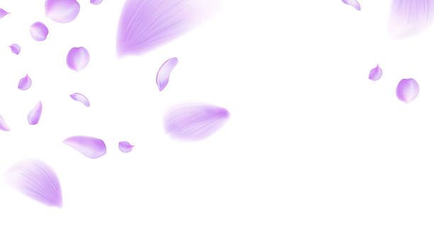 istock Rose and Purple petals  flying petals, romantic background with realistic pink cherry flower petals flow or falling motion 2218164353