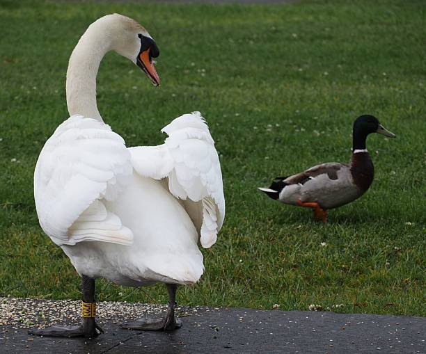 istock Swan and Duck on the Green 2218165538