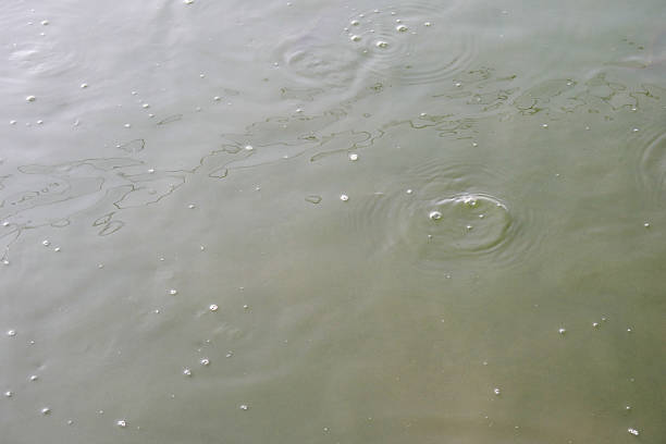 Water surface of catfish pond