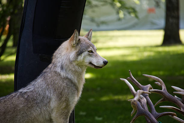 The image shows a grey wolf standing in a forest clearing, gazing intensely at a display of antlers. The natural environment creates a serene yet wild atmosphere.