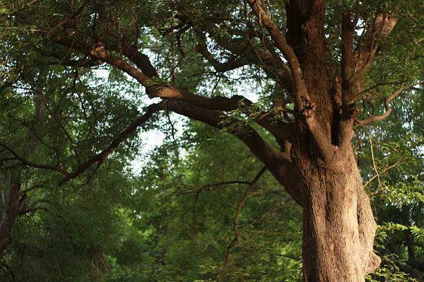 A large evergreen tree native to East Asia (China, Japan, Taiwan, Korea, Vietnam). It can grow up to 20-30 meters tall and is known for its glossy, dark green leaves that emit a distinct camphor scent when crushed. The tree produces small, creamy-colored flowers in spring, followed by berry-like fruits that turn black when ripe.