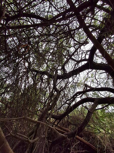 A massive weeping European beech (Fagus sylvatica \